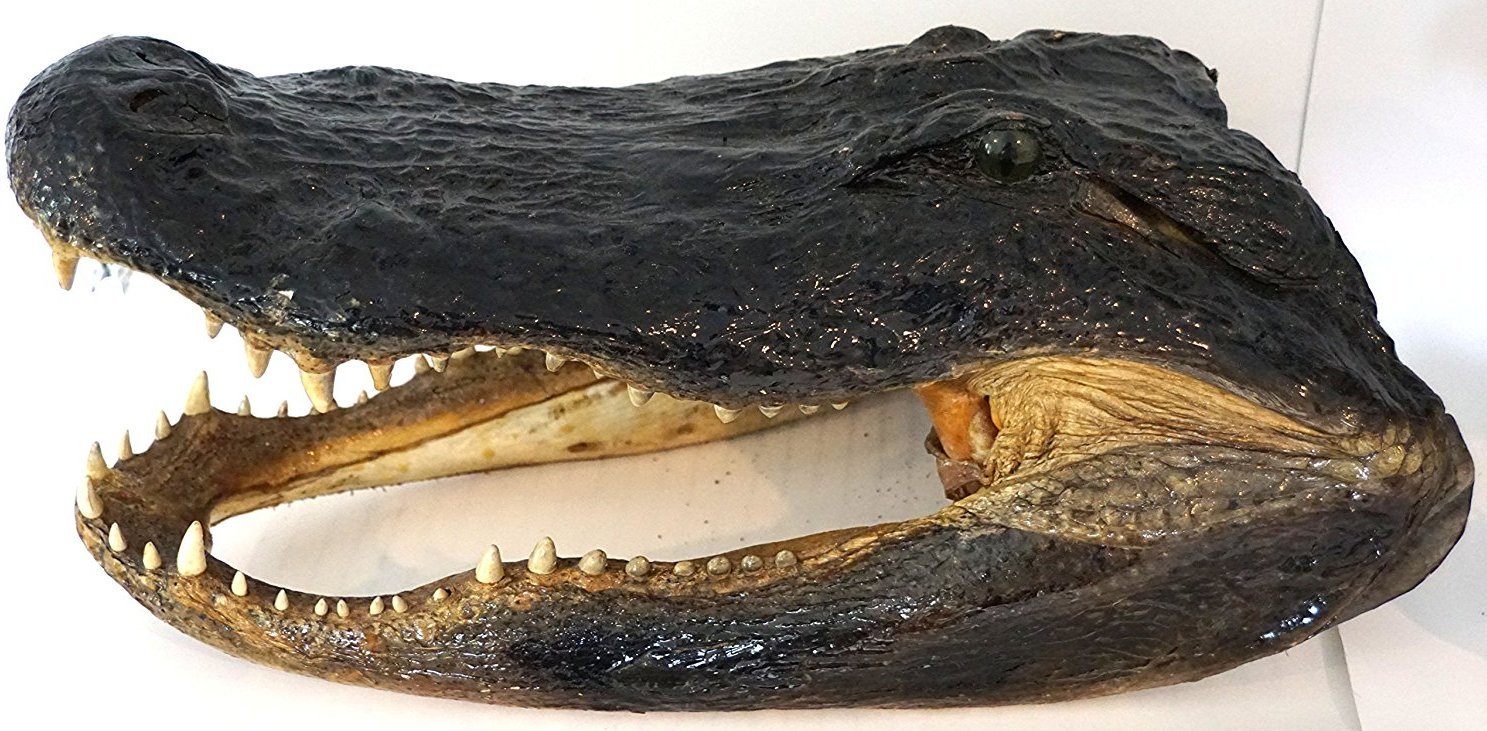 Amazon.com: Genuine Alligator Preserved Alligator Head (9-11 Amazon.com: Genuine Alligator Preserved Alligator Head (9-11